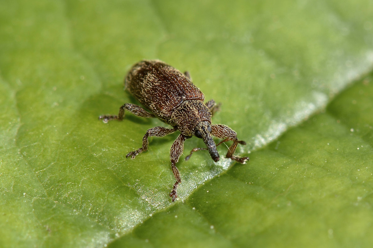 Bradybatus sp. - Bradybatus creutzeri